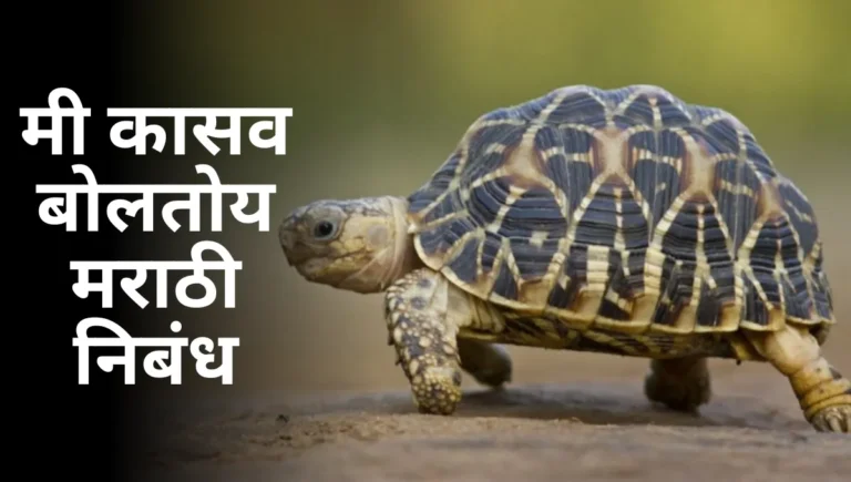 Mi Kasav Boltoy Nibandh in Marathi: मी कासव बोलतोय निबंध मराठी