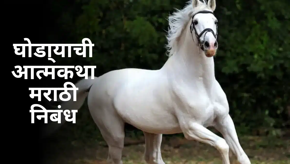Ghodyachi Atmakatha Marathi Nibandh: घोडा्याची आत्मकथा मराठी निबंध